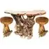 Teak Root Large Slab Bar Table - Brown