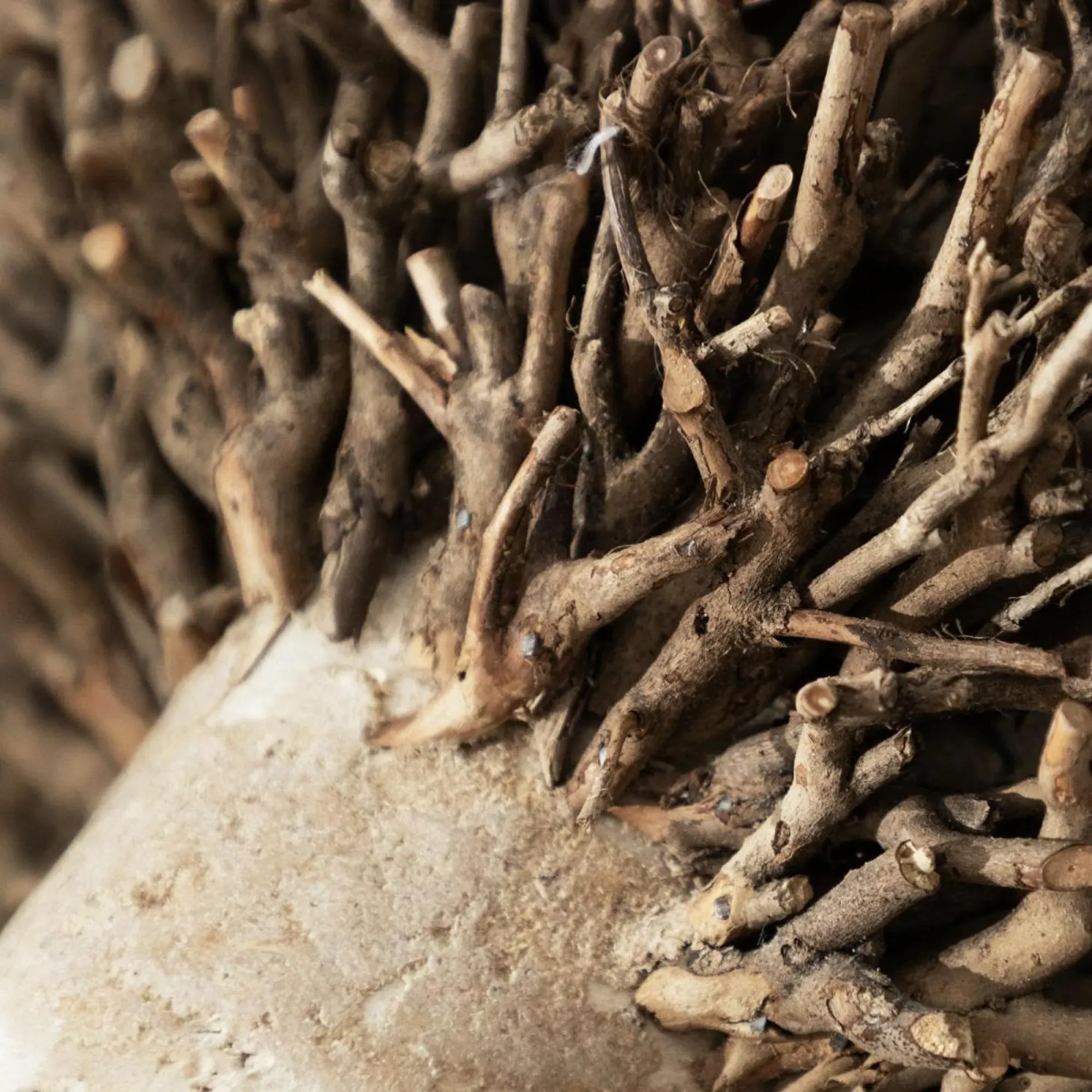 Betty Hand Crafted Ram Wooden Sculpture - Brown