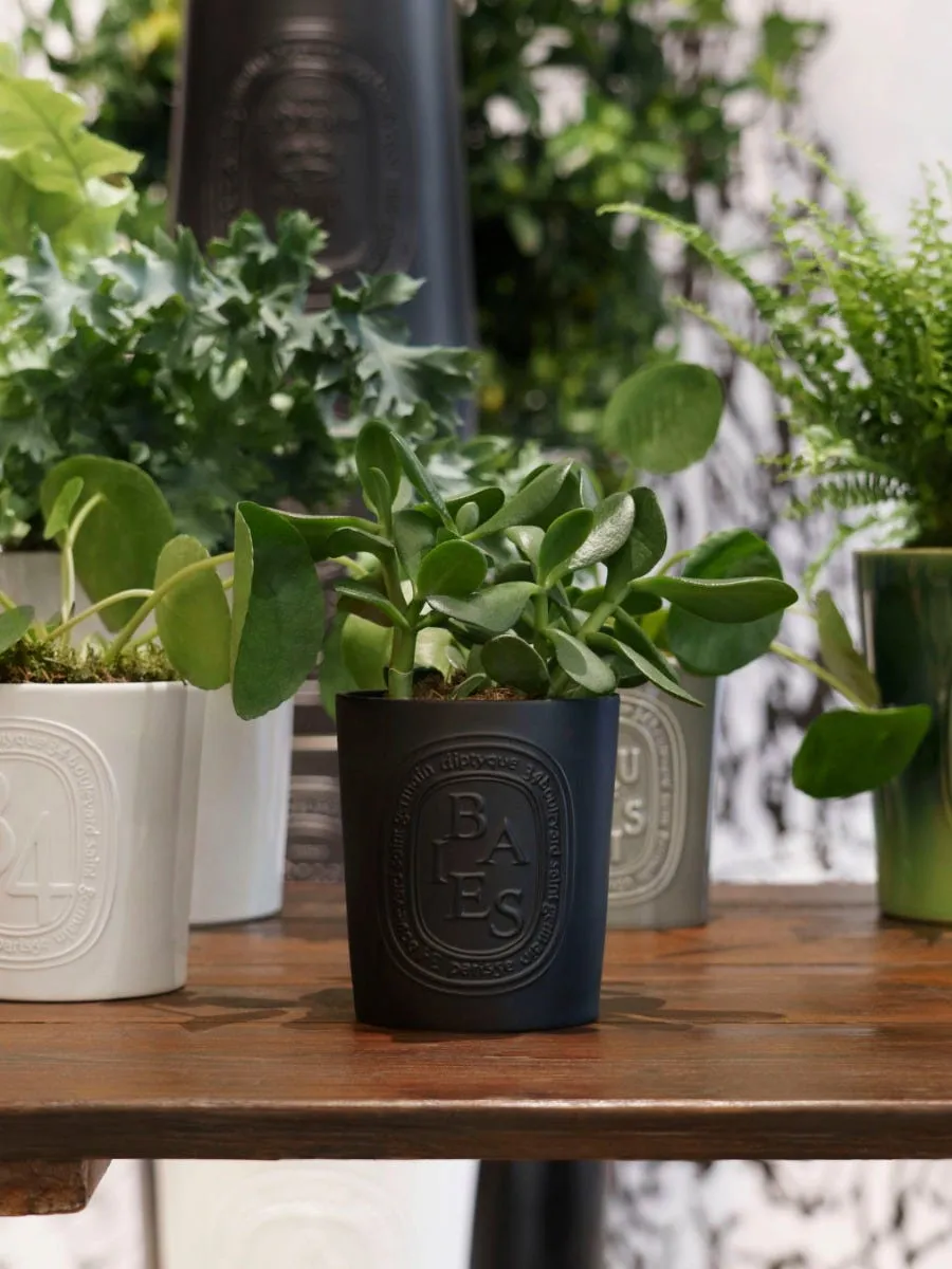 Large Repotted Candle Pot image