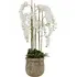 Large Potted Orchid Plant - Stone