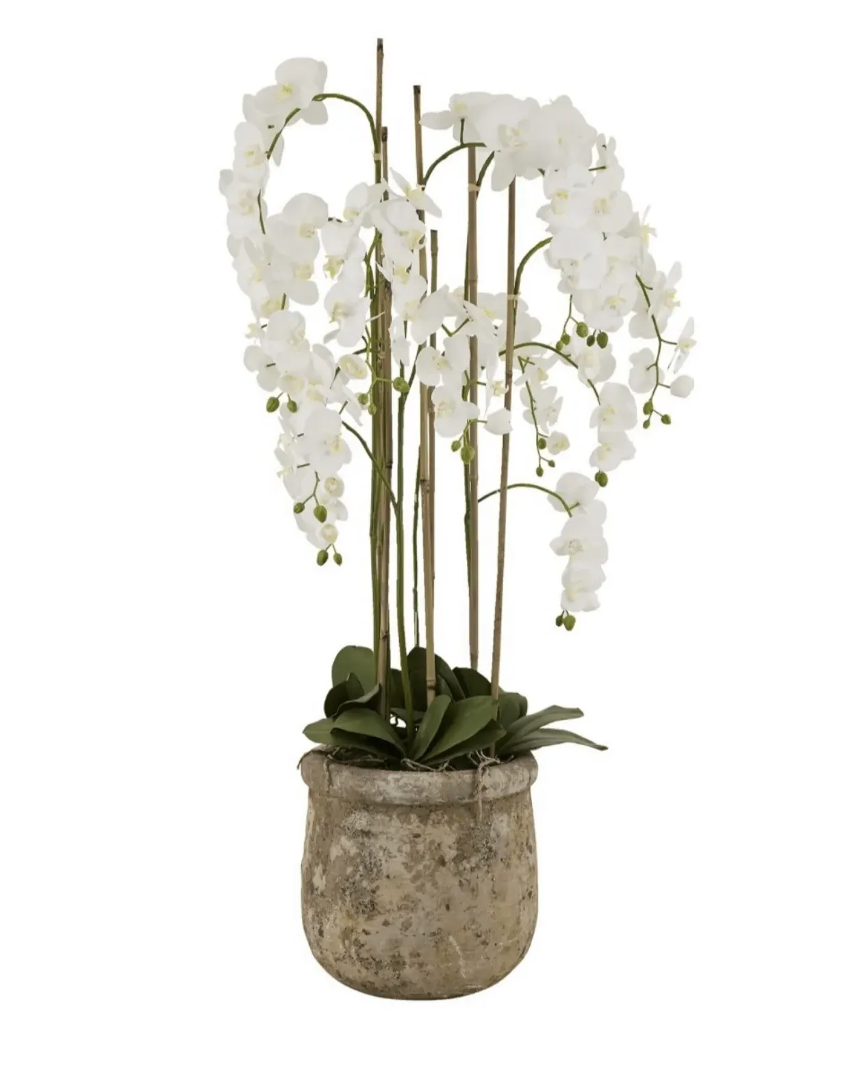 Large Potted Orchid Plant - Stone image