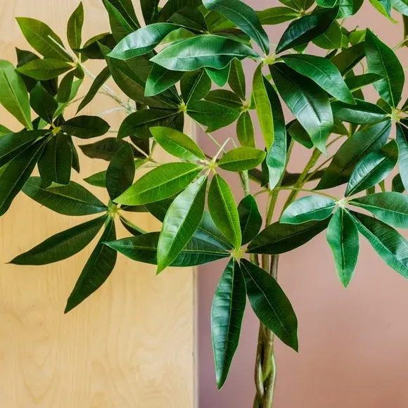 Artificial Money Tree - Green alternate view