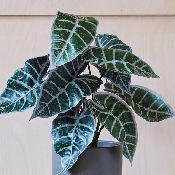 Artificial Alocasia Plant - Green alternate view