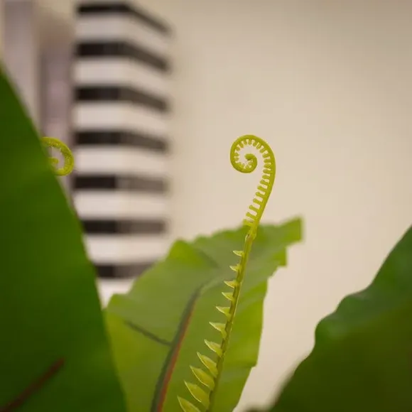Artificial Birds Nest Fern - Green, Plastic alternate view