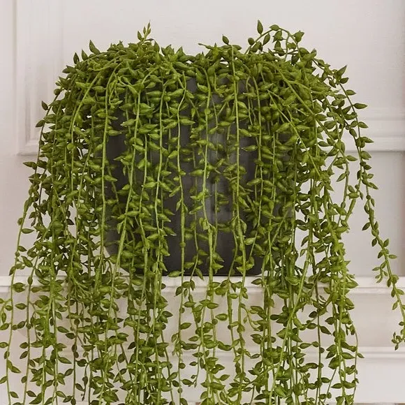 Hanging String of Pearls Plant - Green, Artificial alternate view