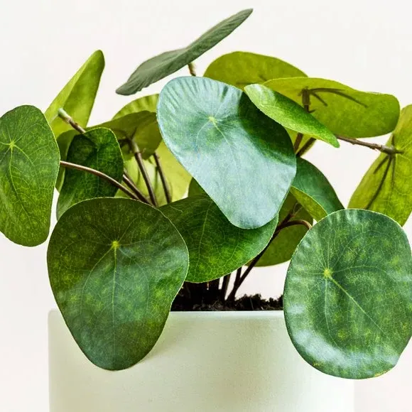 Artificial Money Plant - Green alternate view