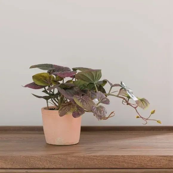 Artificial Peperomia Plant - Green, Cement Pot alternate view