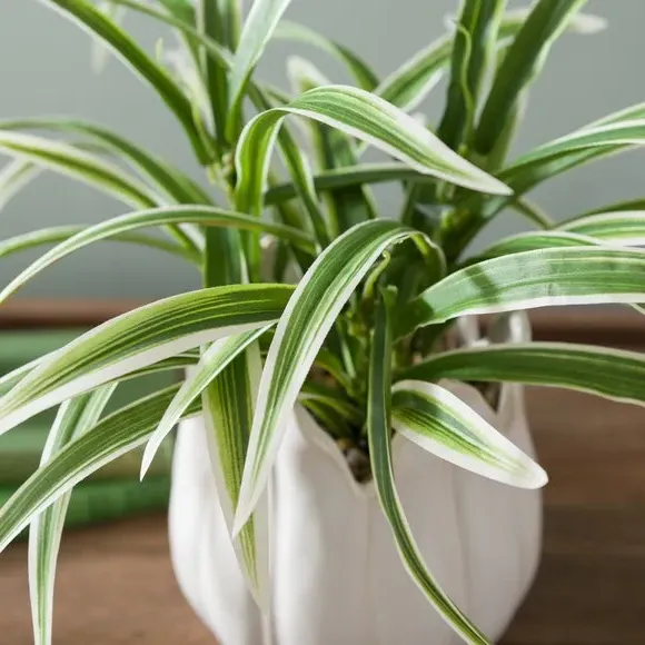 Artificial Yucca Plant - White, Ceramic Pot alternate view
