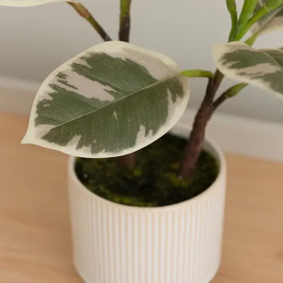 Artificial Rubber Plant - Green, Ceramic Pot alternate view