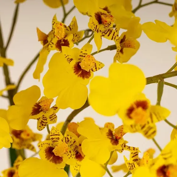 Artificial Dancing Orchid - Yellow, Ceramic Pot alternate view