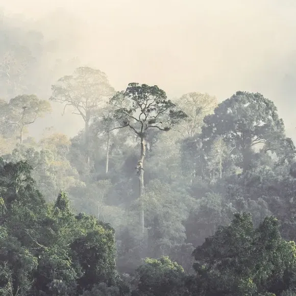 Rainforest Wall Mural - Green, Non-Woven Paper alternate view