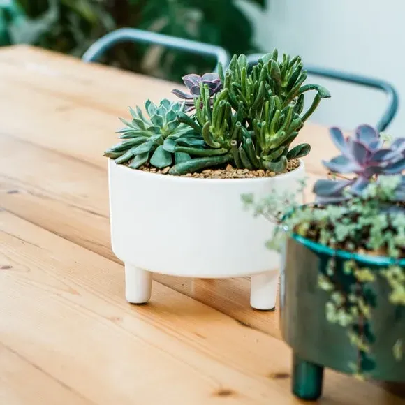 Bowl Plant Pot with Premium Glaze - White alternate view