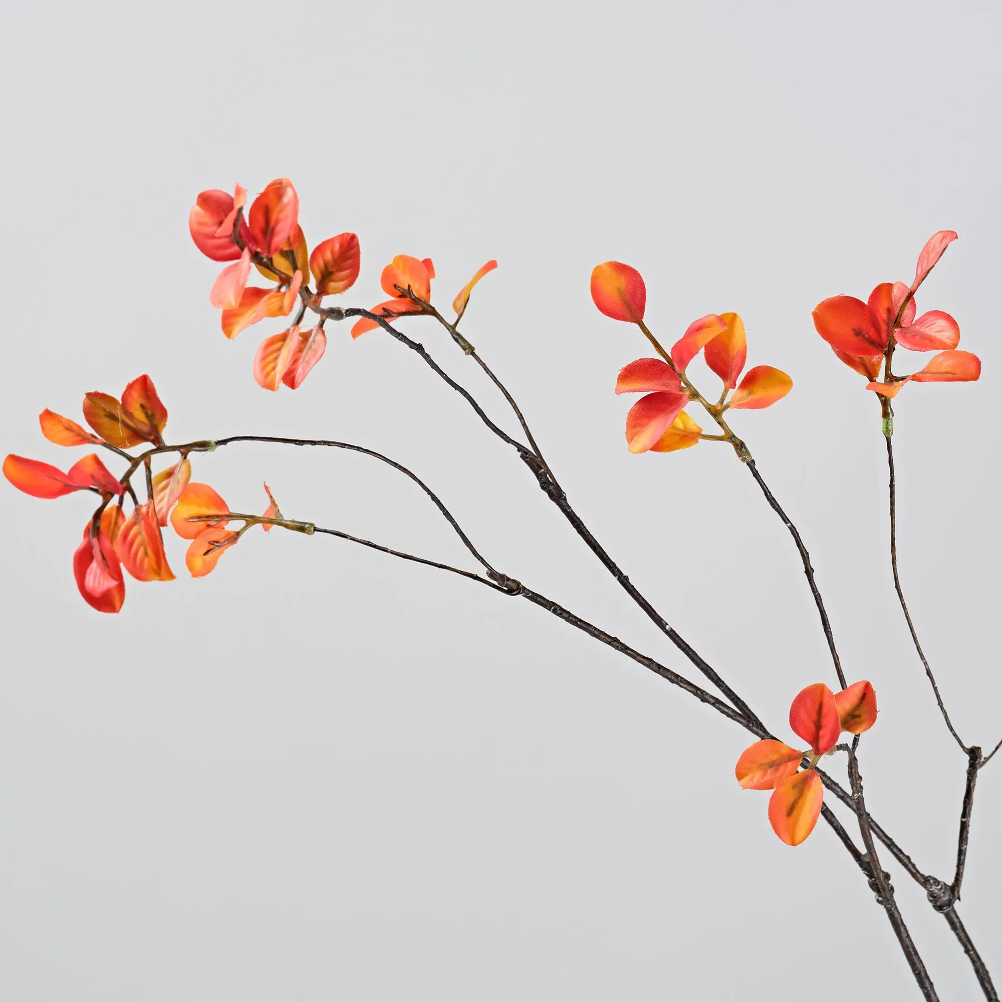 ALD-01 Fall Ficus Branches