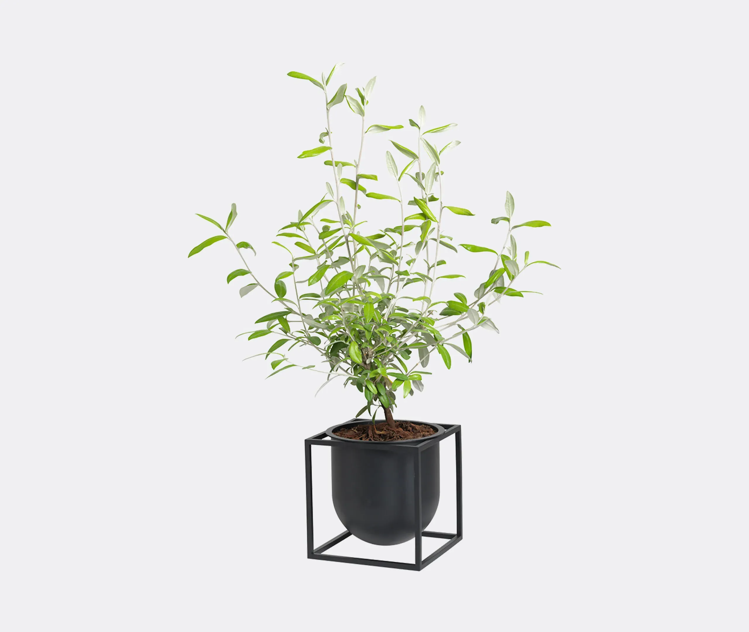 Kubus Flowerpot 14 Container - Black