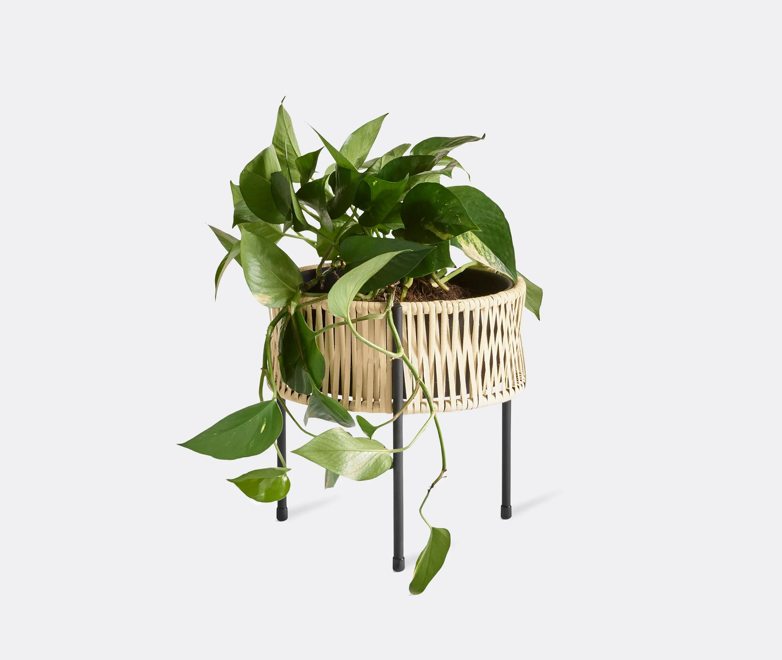 Small Planter Stand - Black, Rattan