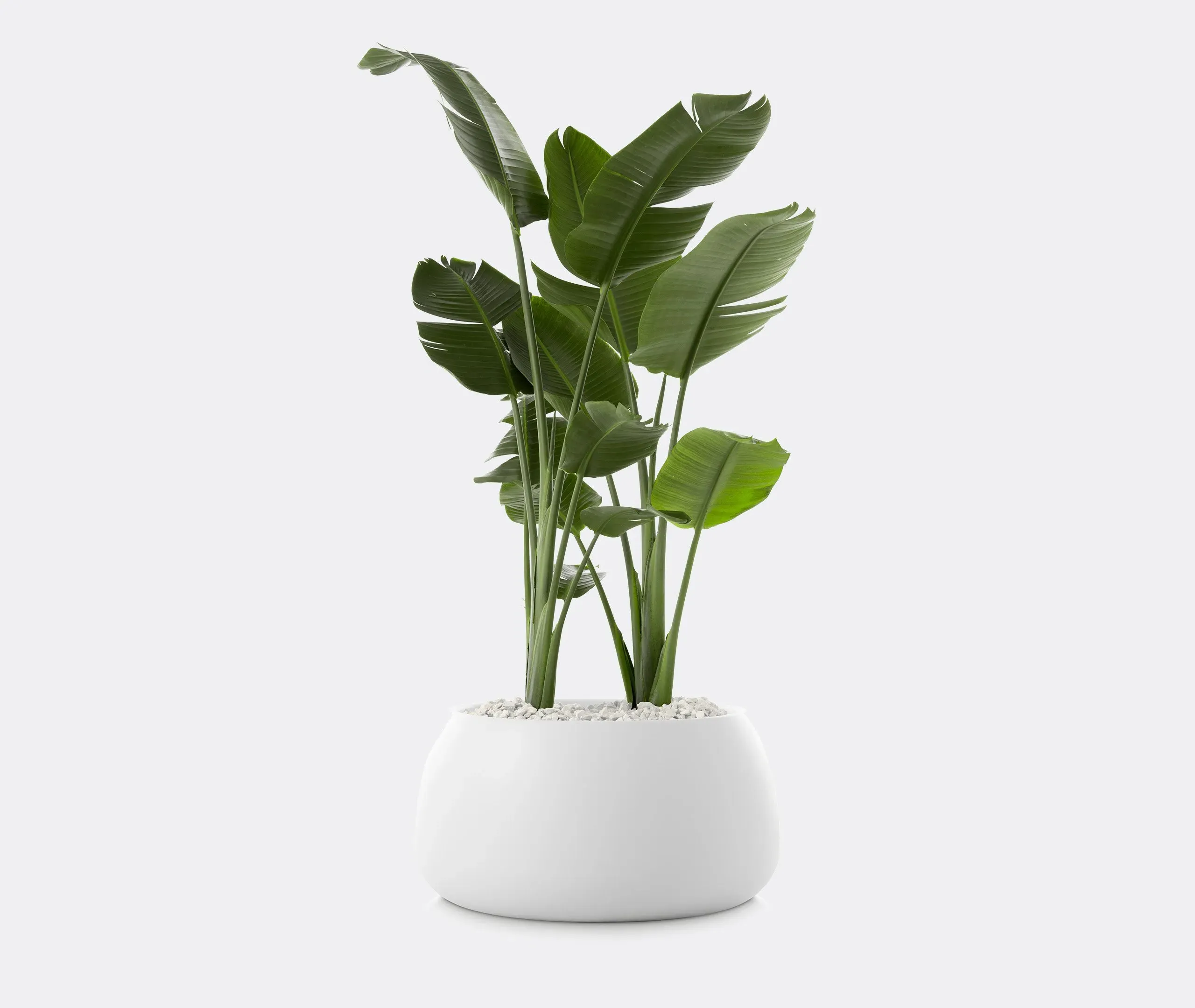 Gobi 3 Planter - White, Polyethylene