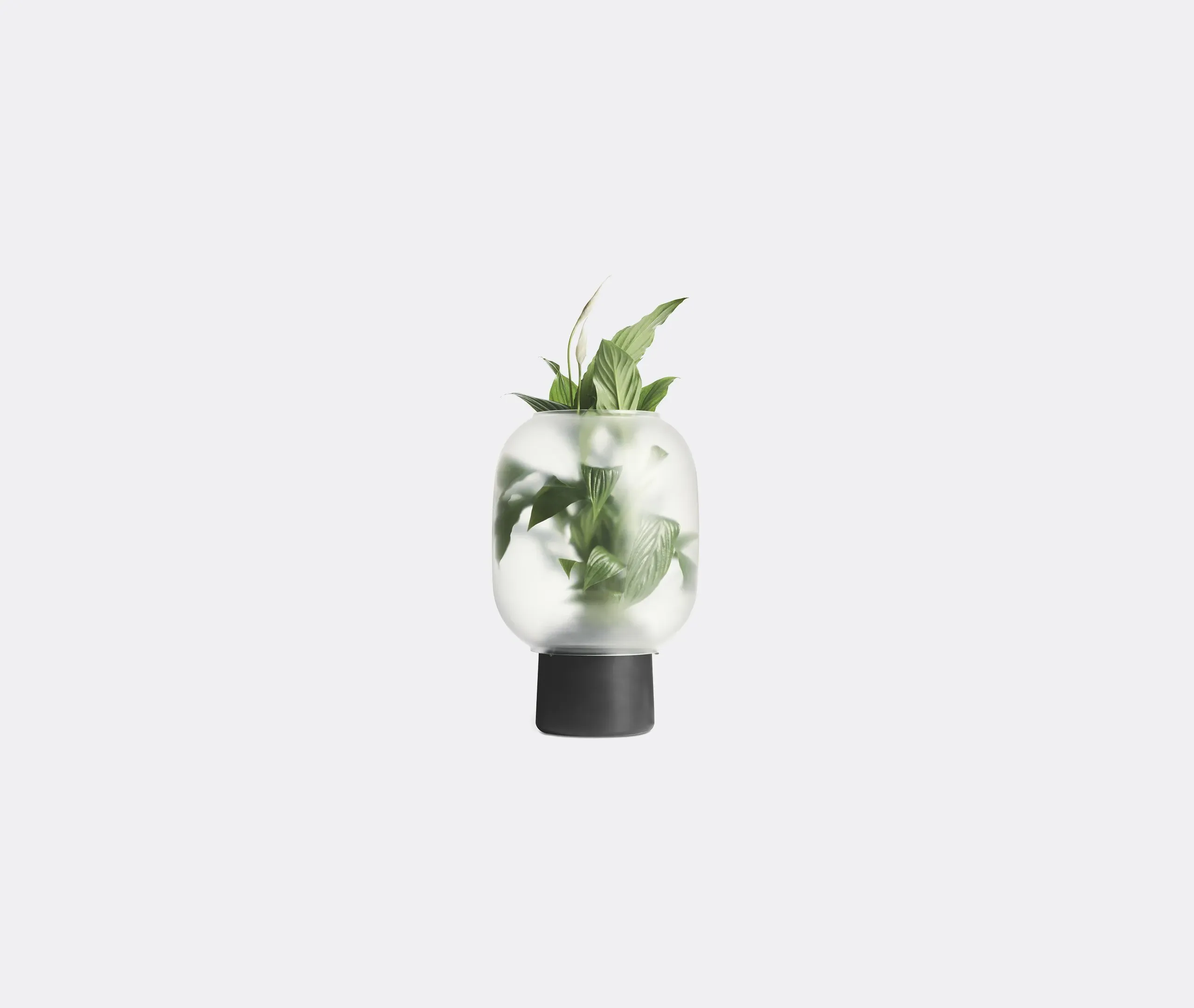 Flowerpot with Glass Cloche - Black image