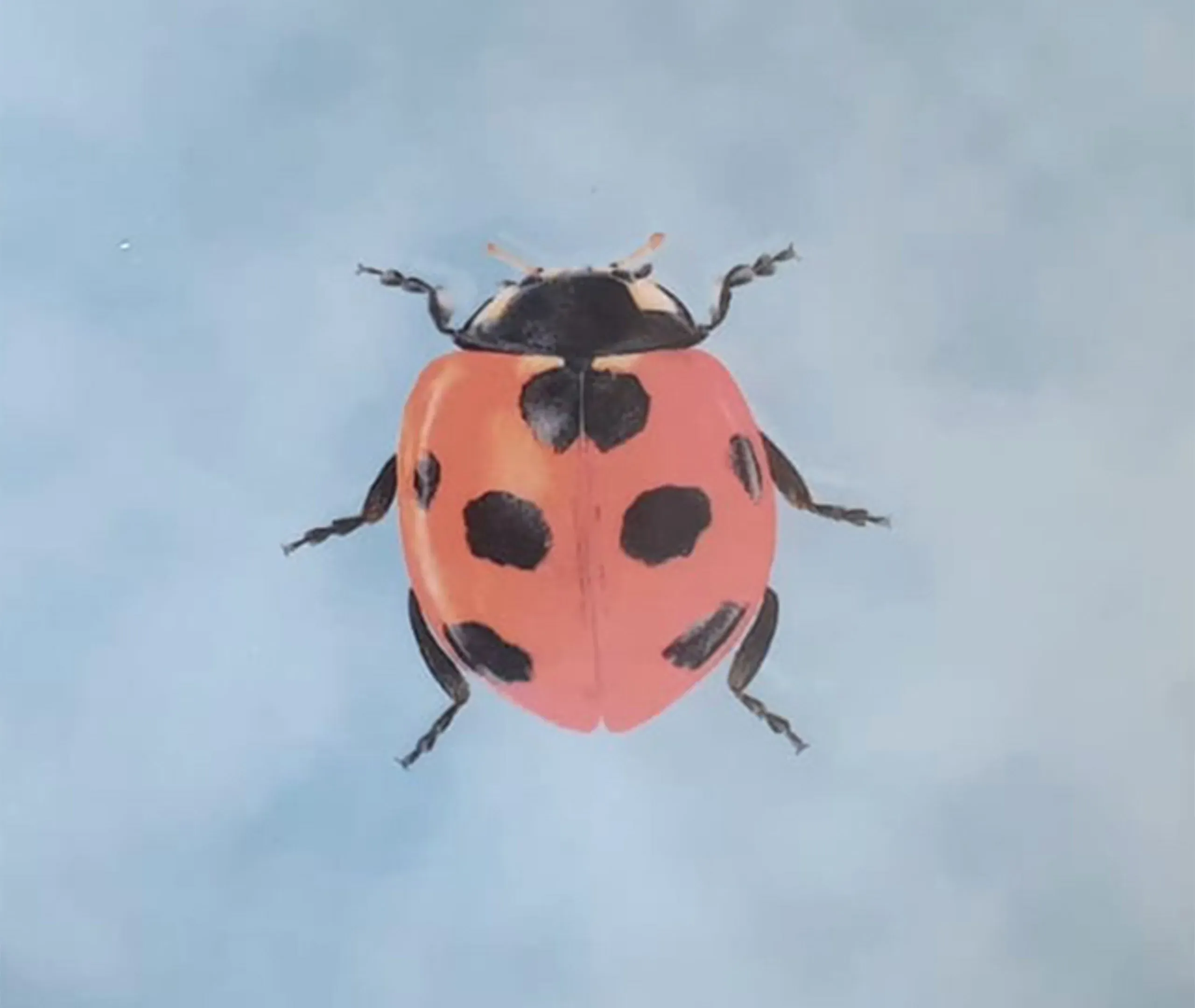 Insetti Ladybug Porcelain Plate - Turquoise alternate view