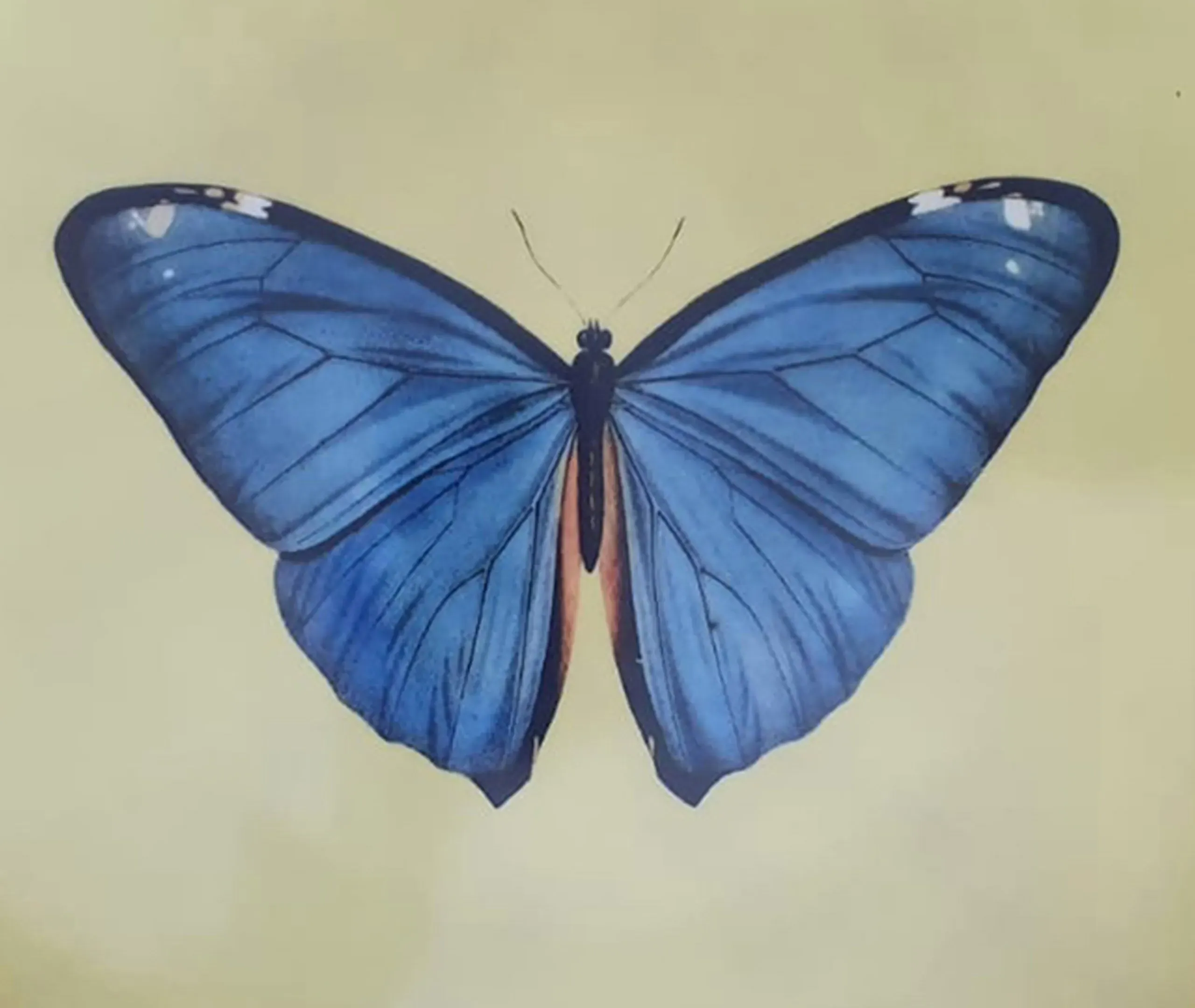 Insetti Porcelain Plate with Butterfly - Yellow