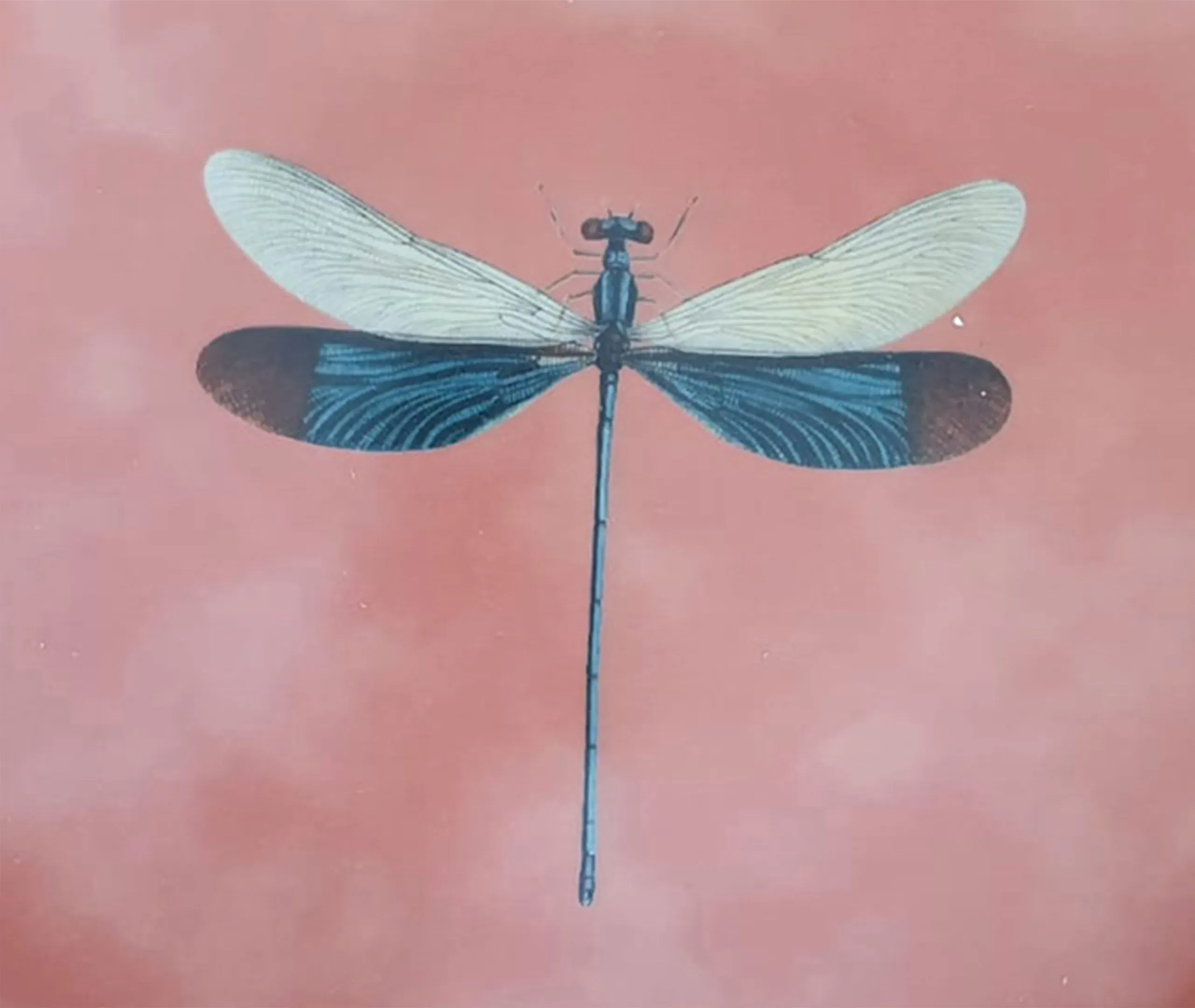 Insetti Porcelain Plate with Dragonfly - Cherry Red