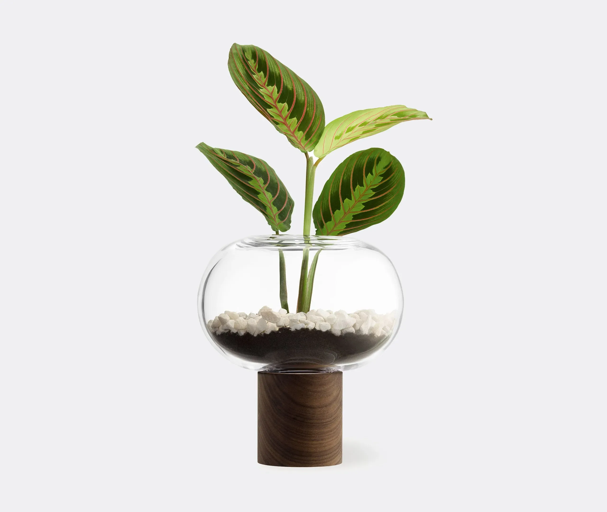 Oblate Medium Vase - Clear, Walnut