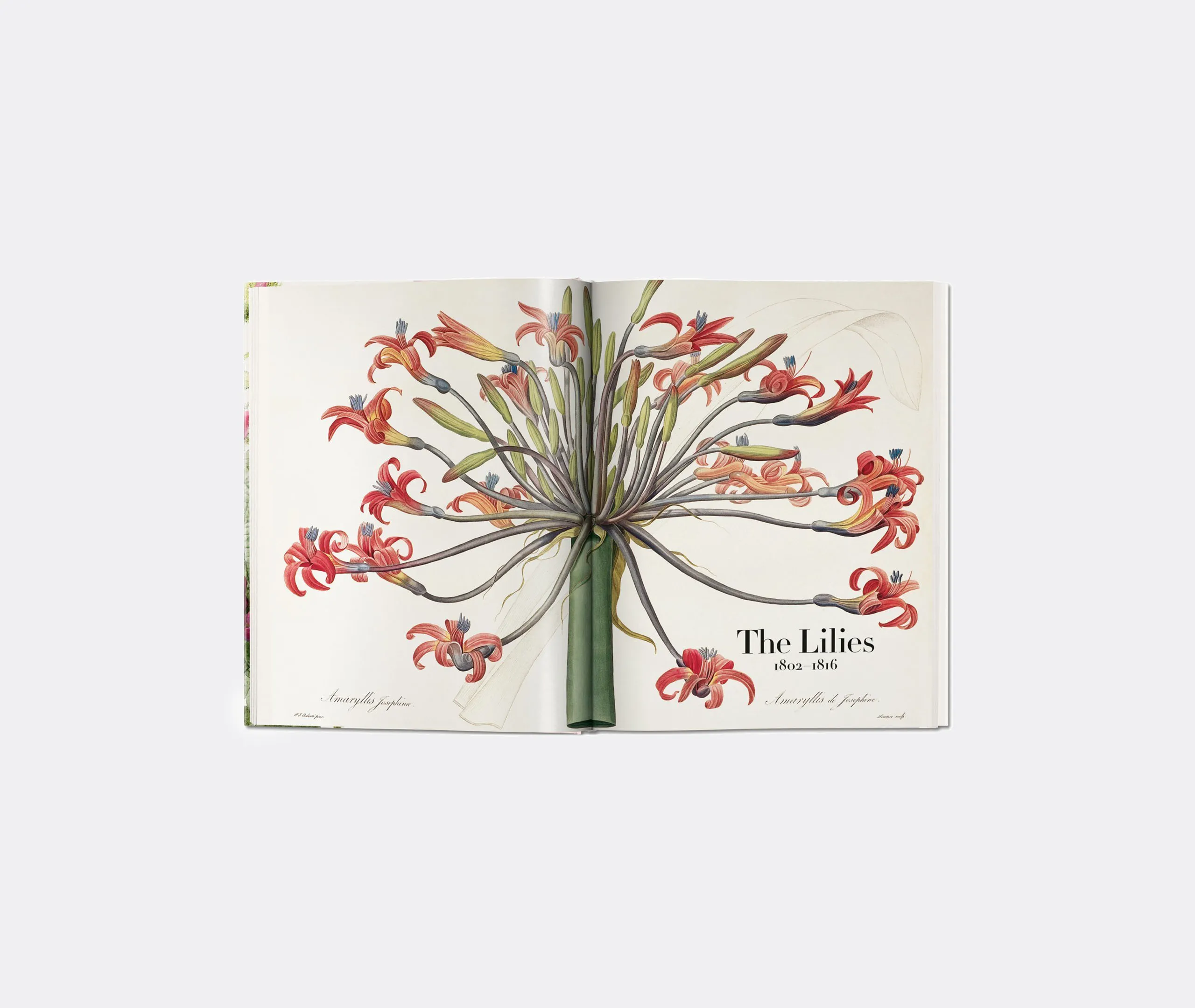 Redouté The Book of Flowers XL - Multicolour alternate view