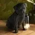 Cesme Pug Puppy Table Lamp - Matt Black, Resin