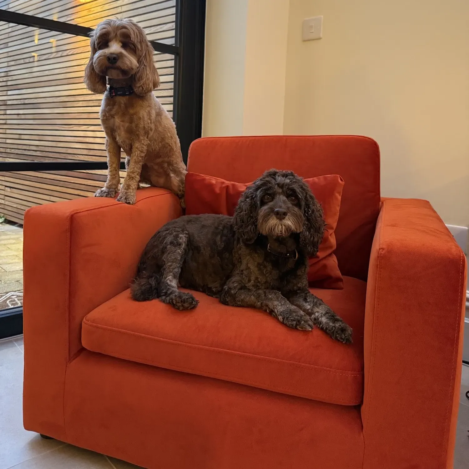 Hudson Dog Sofa Bed - Burnt Orange, Velvet product