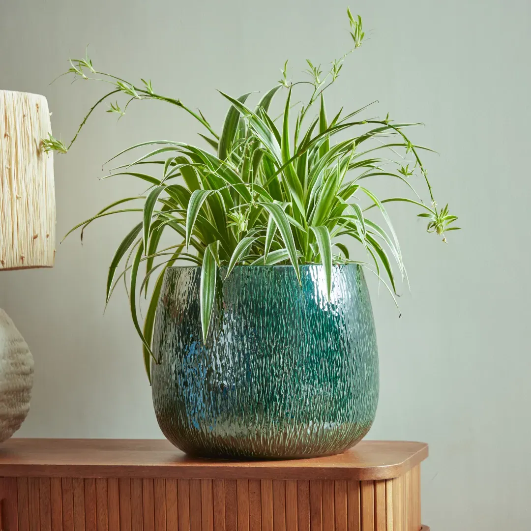 Bowl Plant Pot with High Shine - Emerald, Ceramic