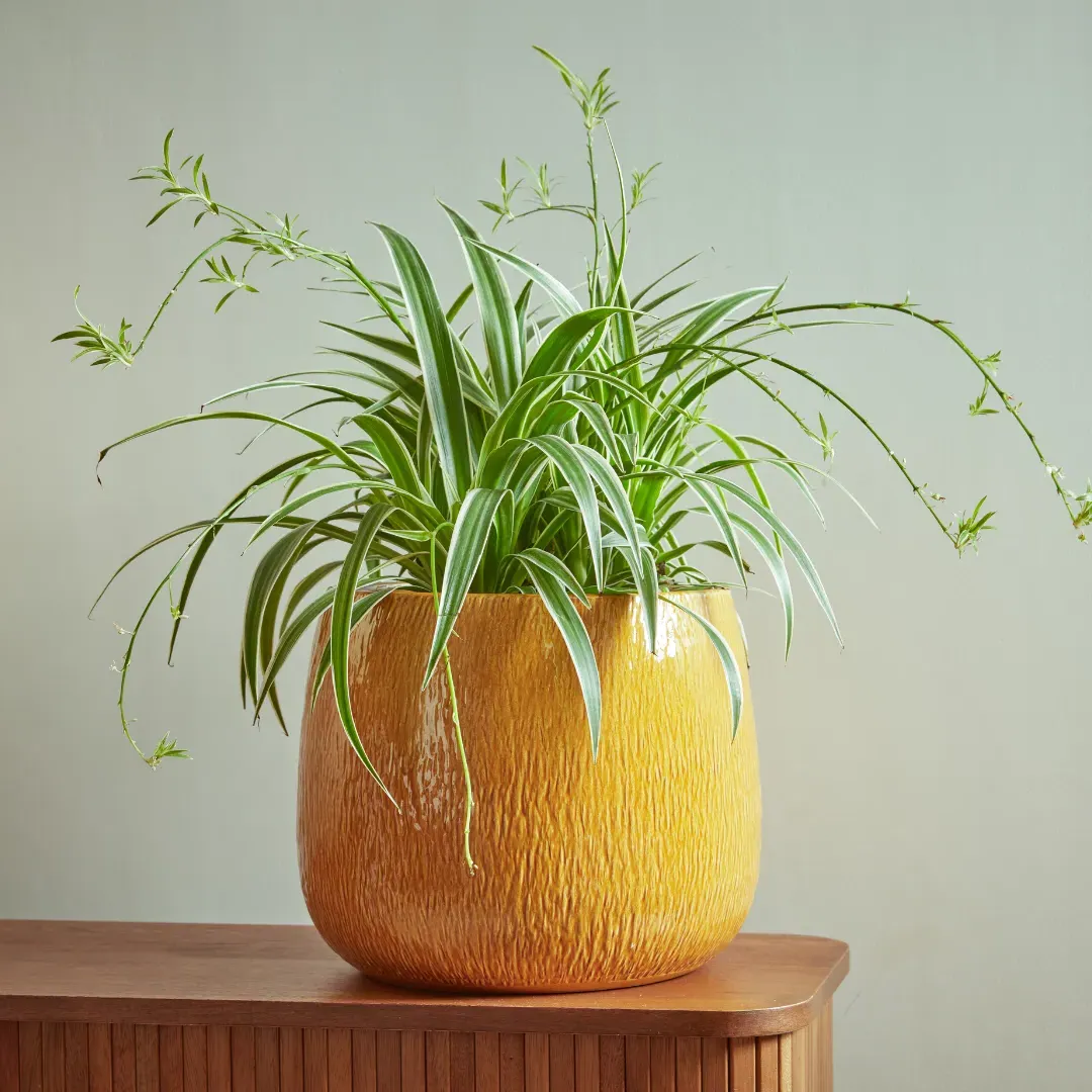 Bowl Plant Pot with High Shine - Emerald, Ceramic