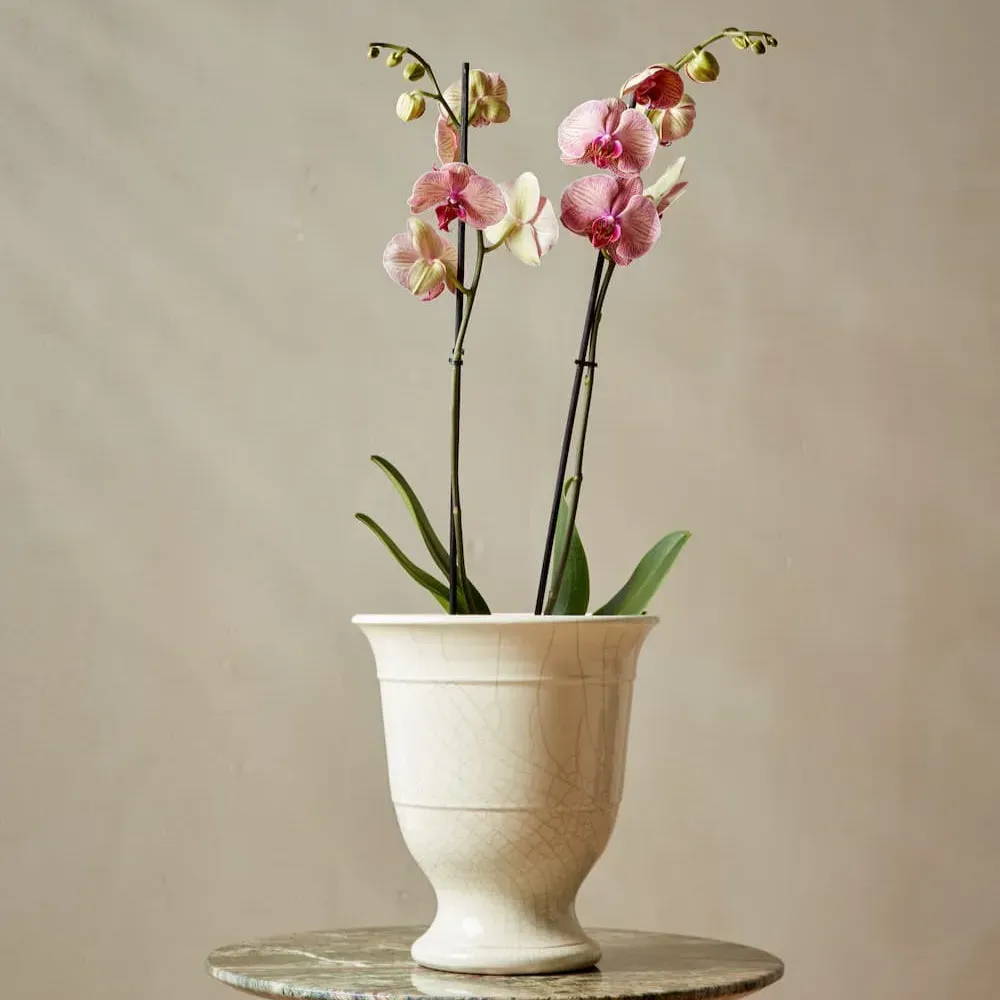 Indoor Plant Pot with Crackle Glaze - Pink, Terracotta