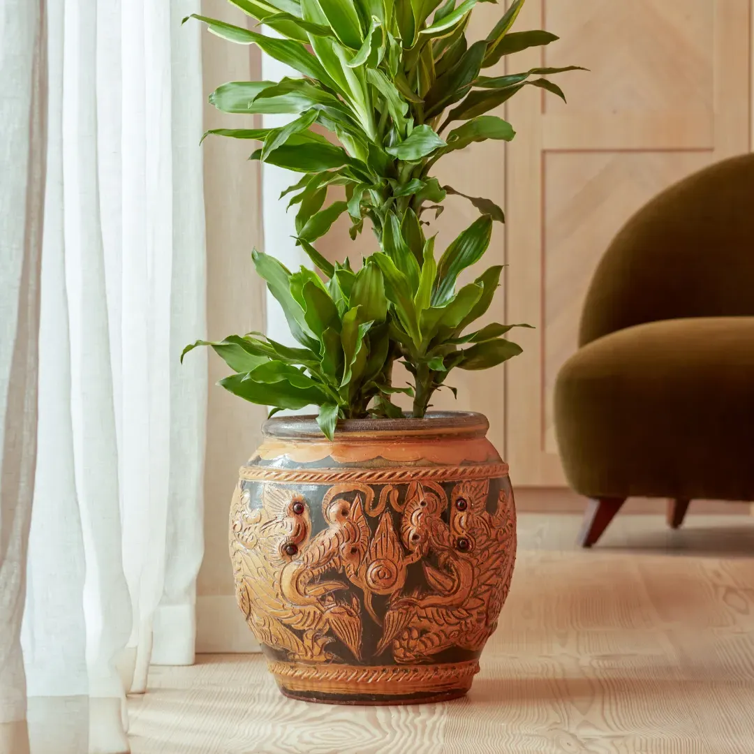 Indoor Plant Pot with Curved Design - Bronze