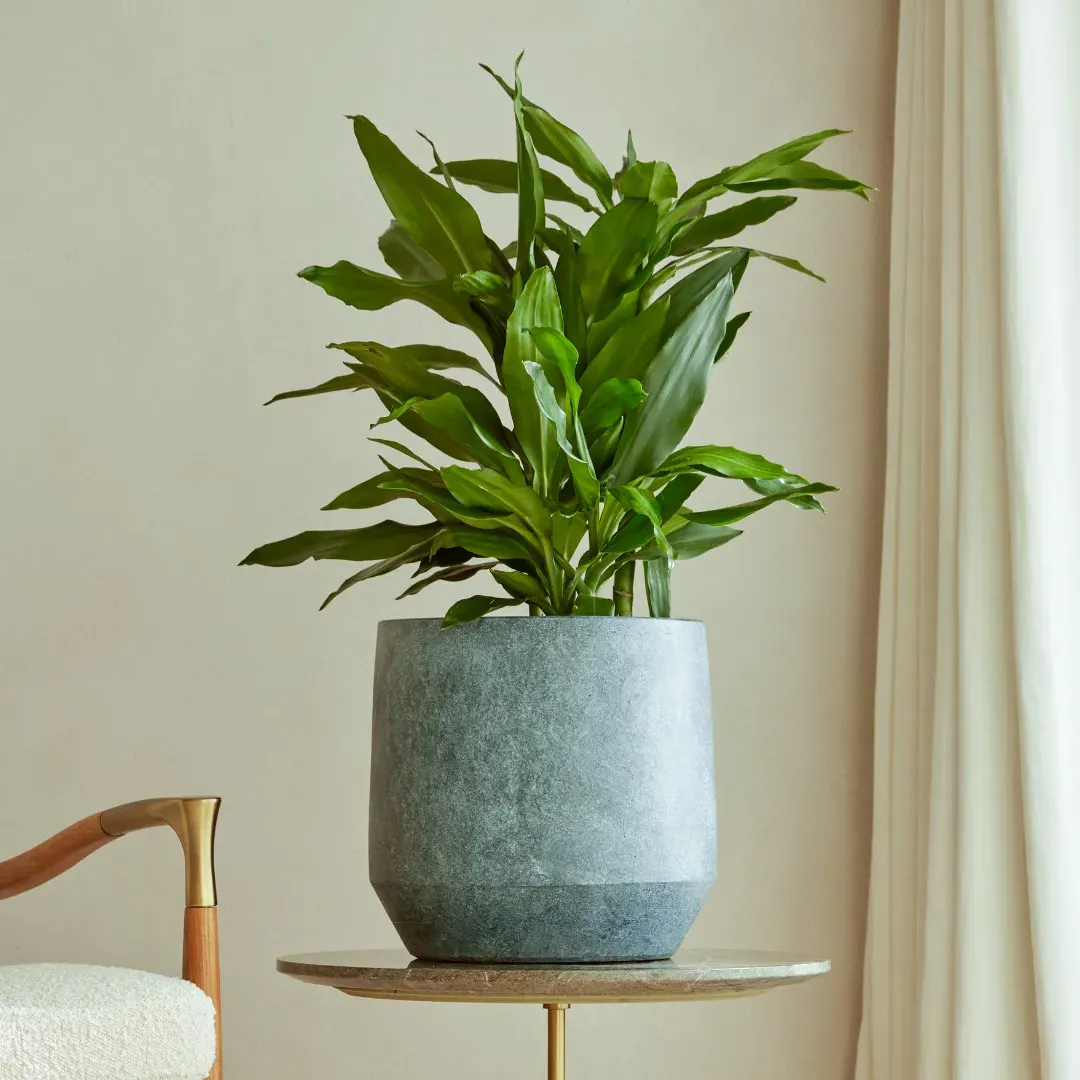 Indoor Plant Pot with Tapered Profile - Sand, Ceramic