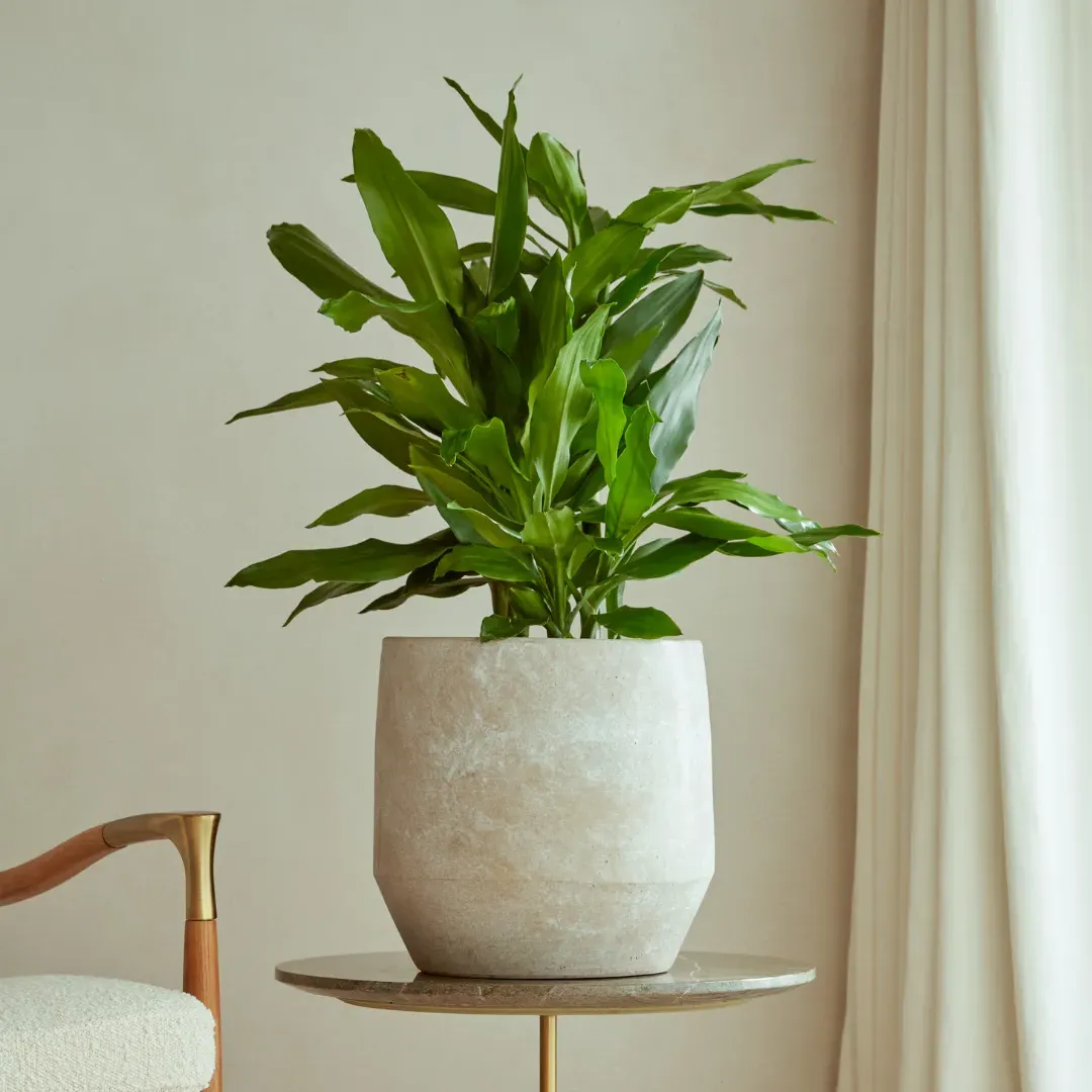 Indoor Plant Pot with Tapered Profile - Sand, Ceramic