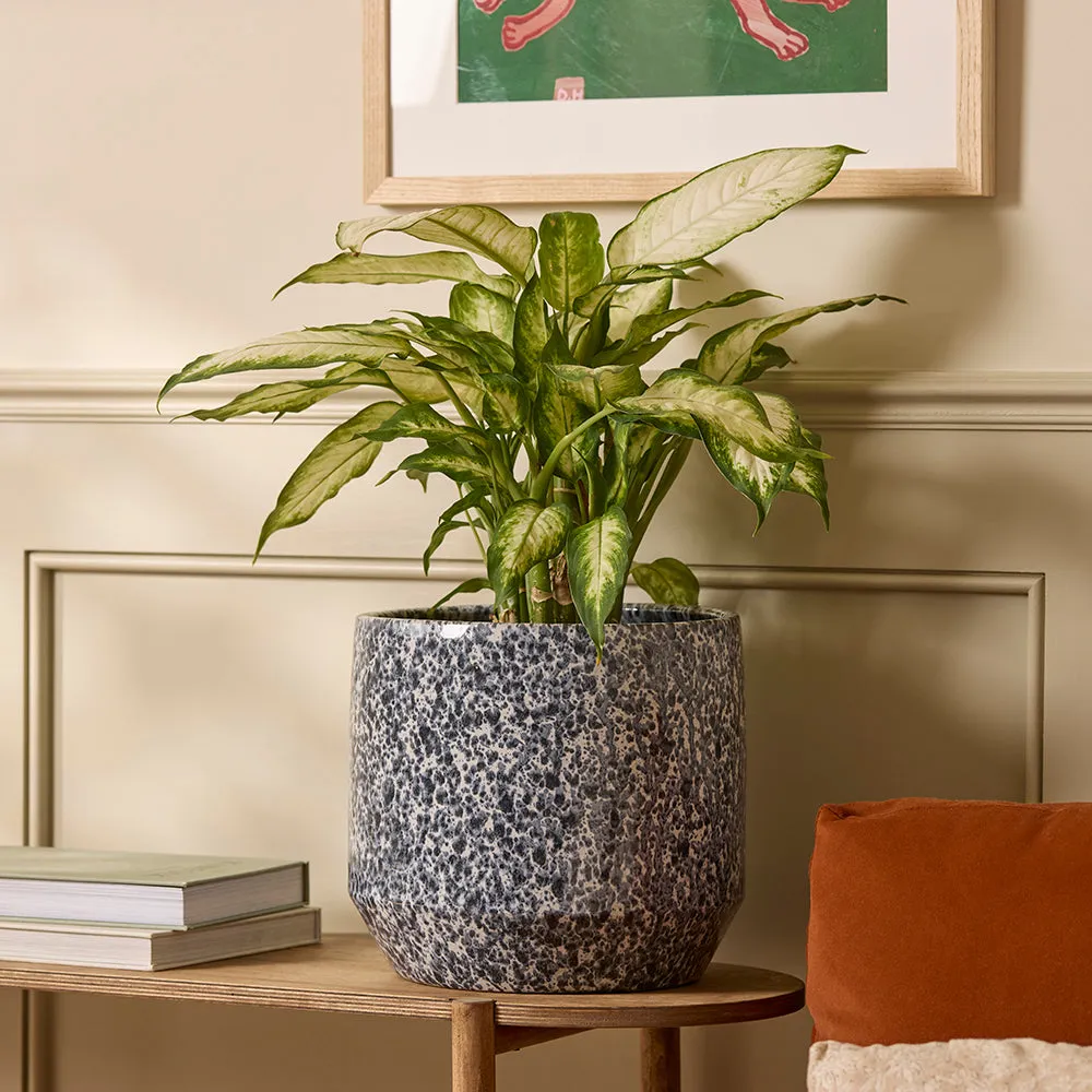 Lotte Glazed Ceramic Indoor Plant Pot product