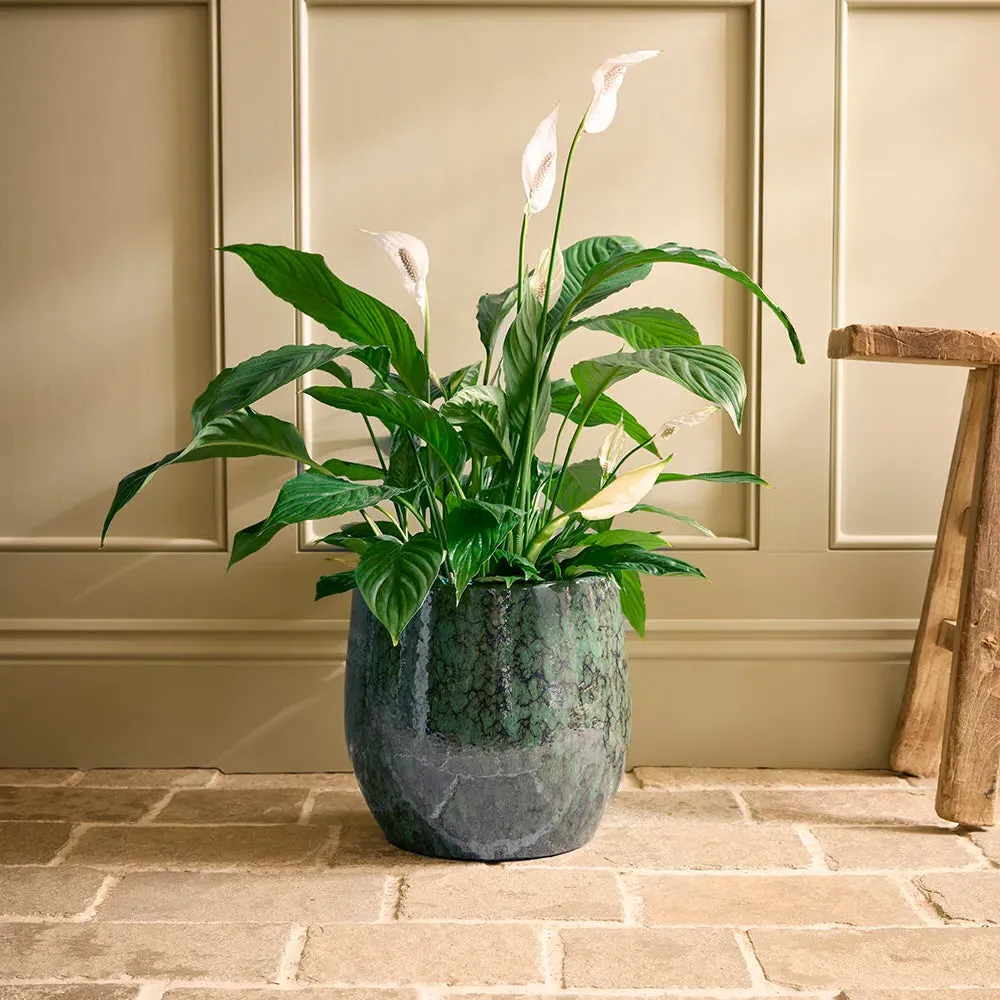 Neve Indoor Plant Pot - Green, Glazed Ceramic alternate view