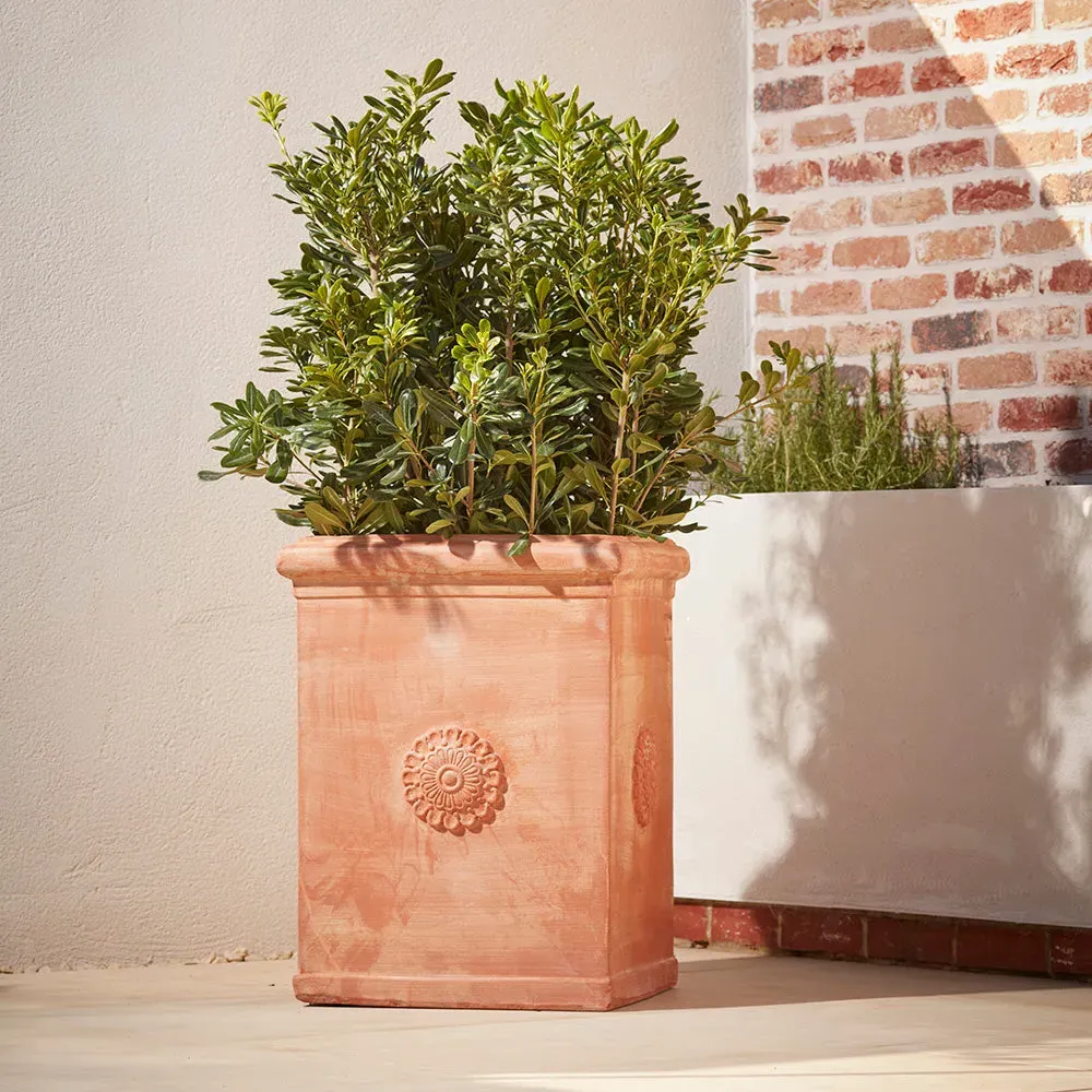 Square Planter with Rosette Relief - Terracotta image