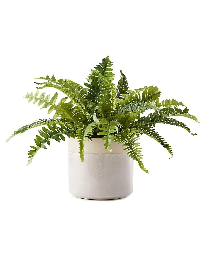 Potted Fern Plant - Multicolor image