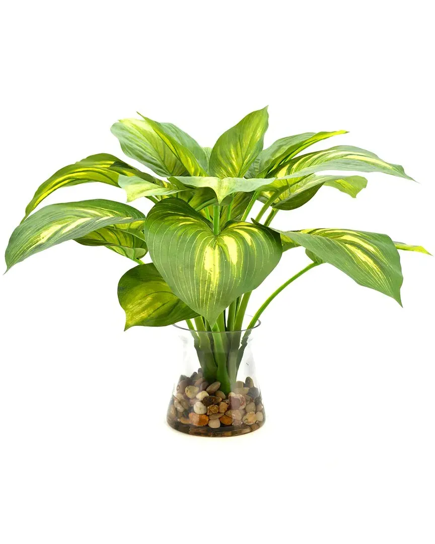 Hosta Plant in Glass Vase - Green image