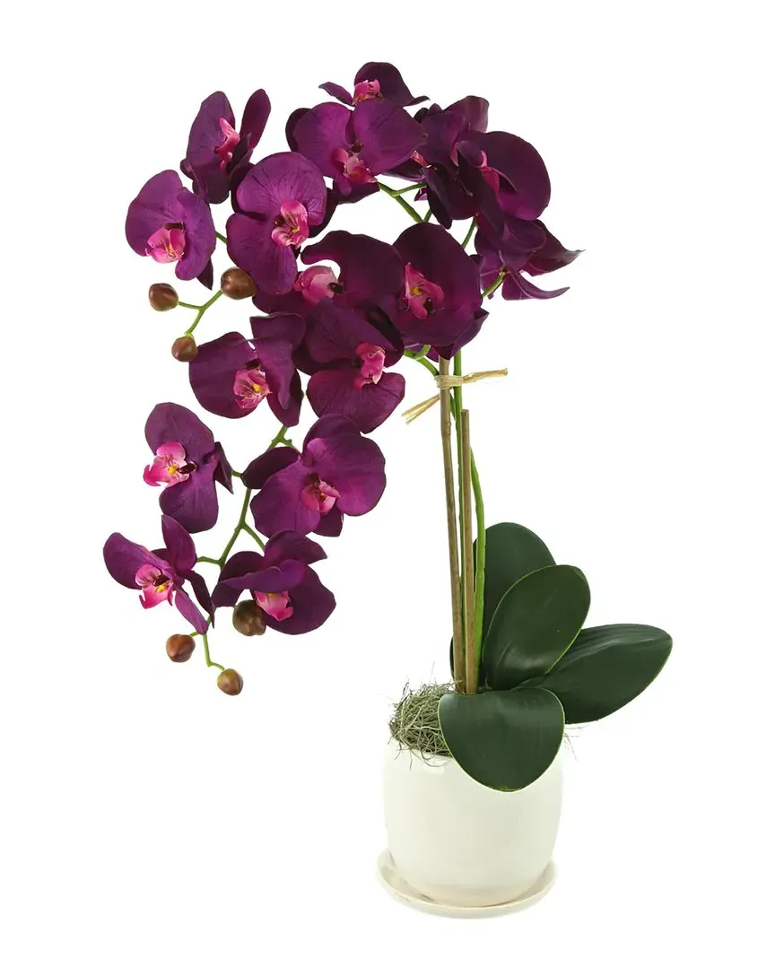 Orchid Arrangement in Ceramic Pot - Purple image
