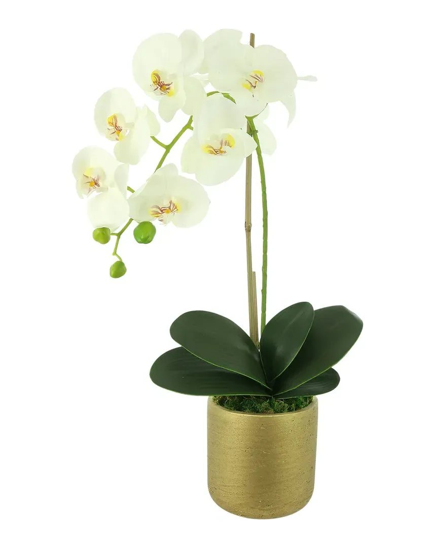 Orchid Arrangement in Fiberstone Pot - White, Gold image