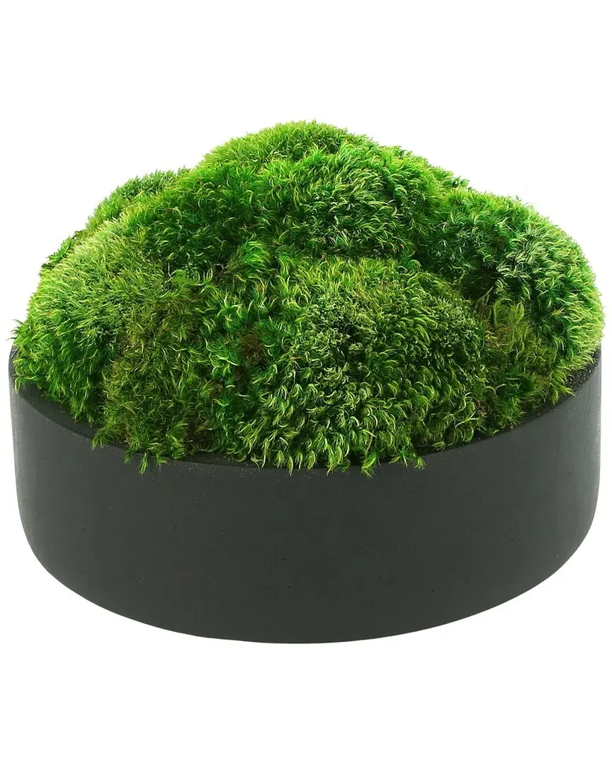Rounded Moss Arrangement in Planter - Green, Fiberstone