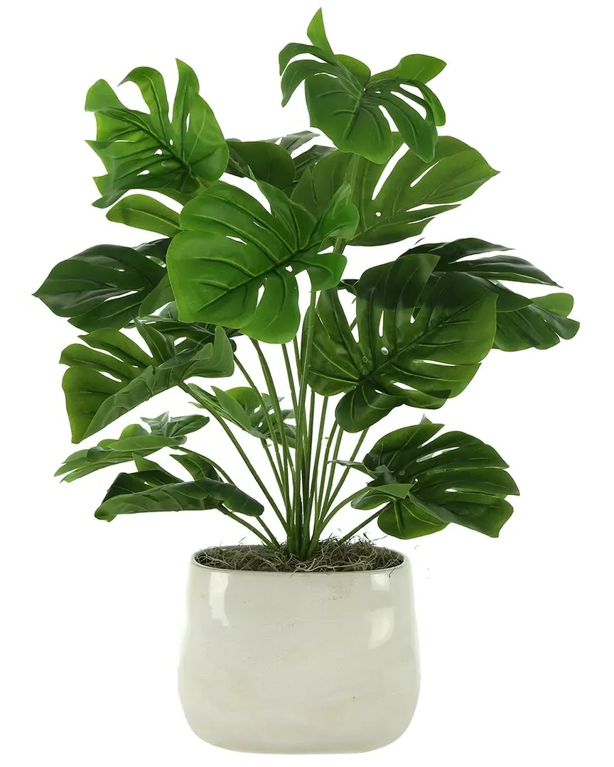 Split Leaf Philo Arrangement - Green, Ceramic image