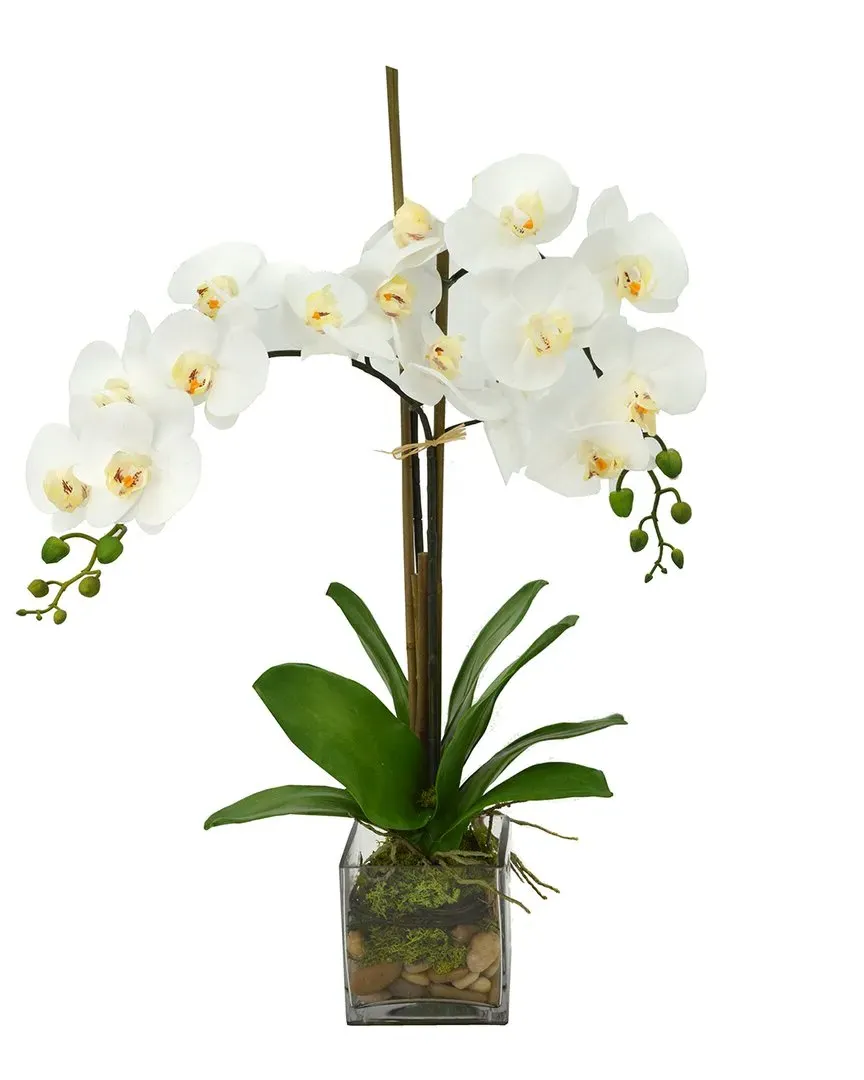 White Orchid Floral Arrangement with Moss - White, Glass