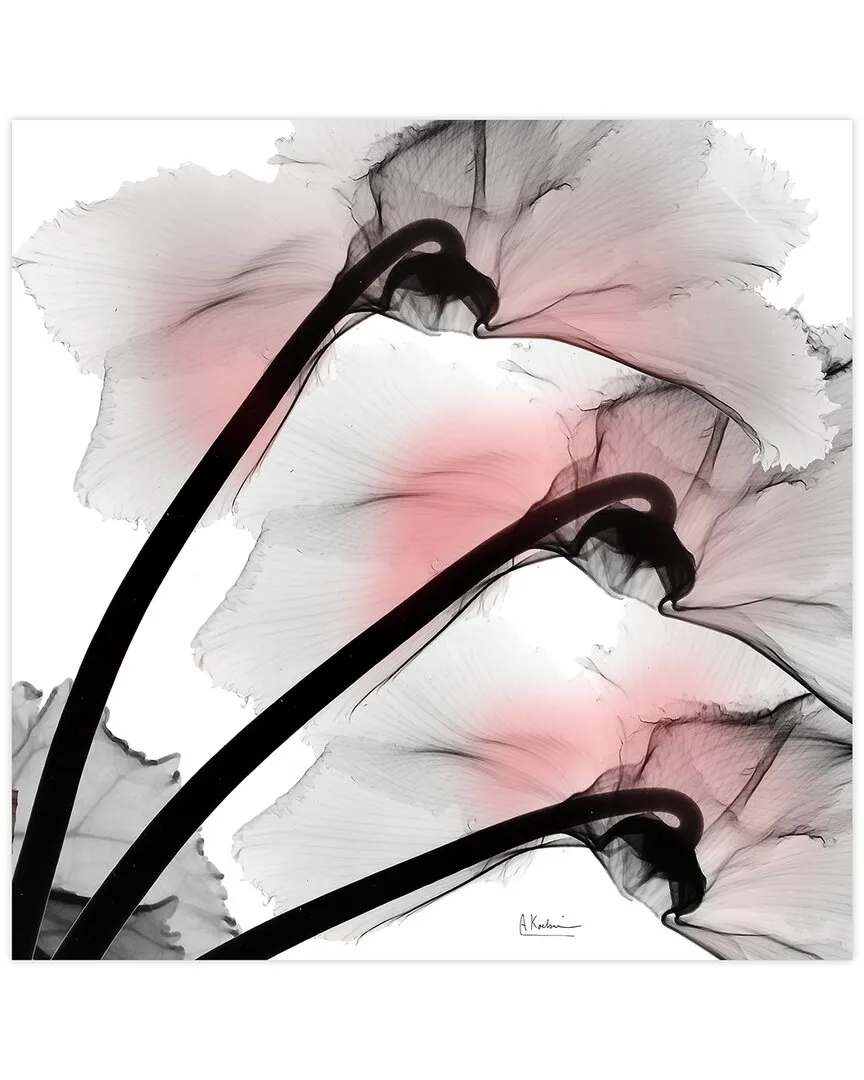 Albert Koetsier Coral Luster Clycamen 2 Wall Art - Tempered Glass