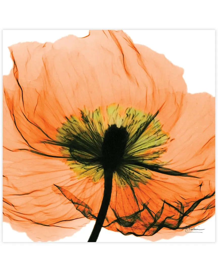 Albert Koetsier Poppy Orange Wall Art - Tempered Glass