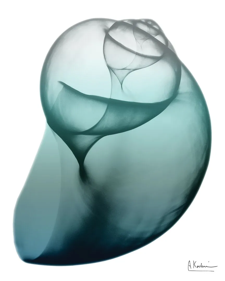 Albert Koetsier Shimmering Snail I Wall Art - Tempered Glass image