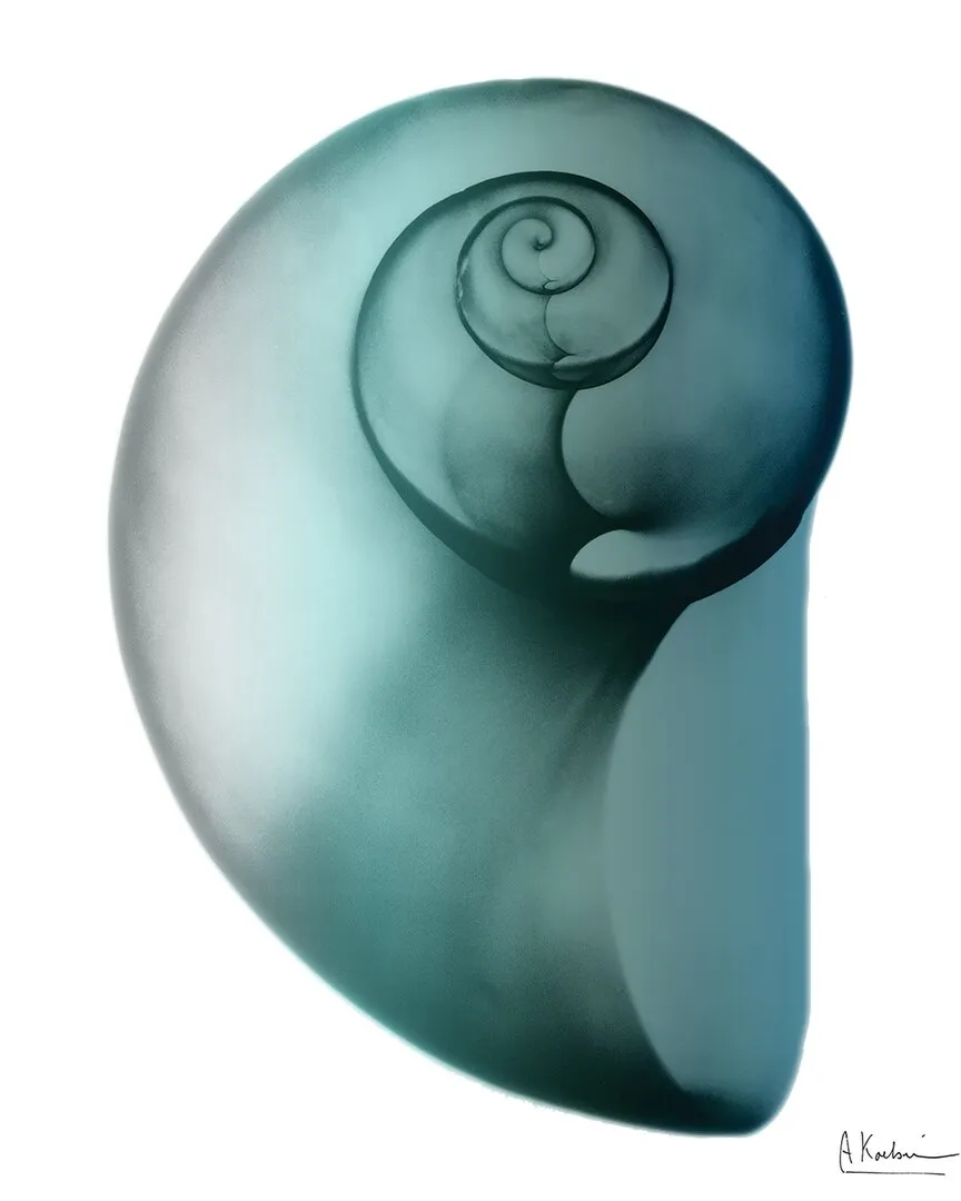 Albert Koetsier Shimmering Snail II Wall Art - Tempered Glass