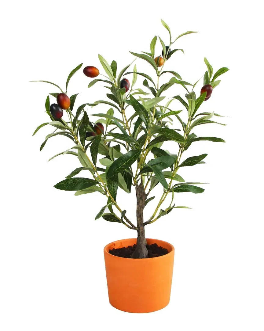 18in Olive Tree in Clay Pot - Orange, Ceramic