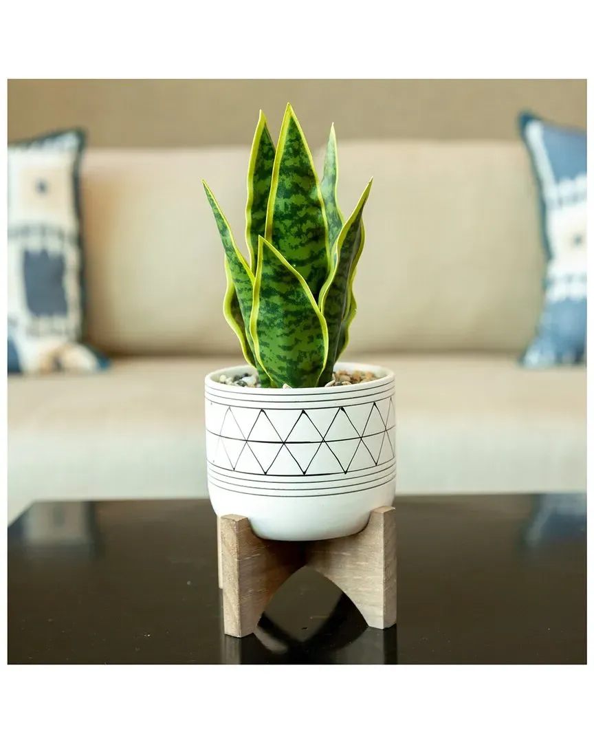 5in Ceramic Planter with Wood Stand - White, Ceramic image